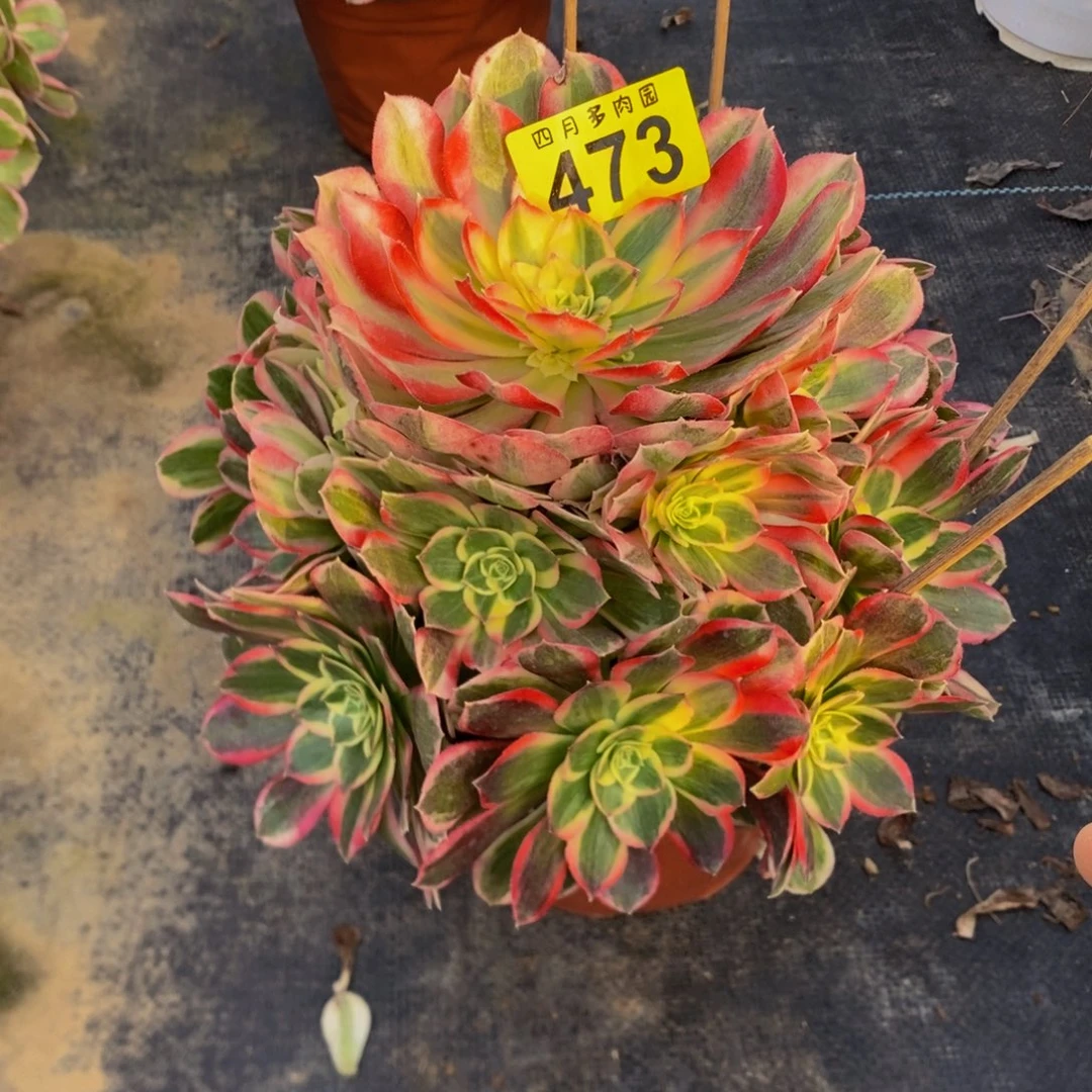 微***笑多肉粉体玉芙蓉4730
