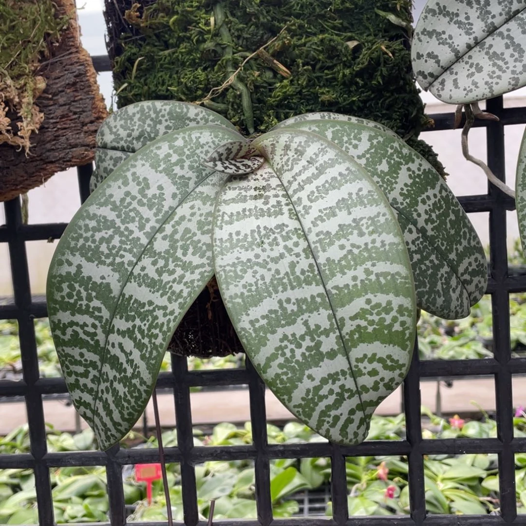 当前无花栽培后可以开花