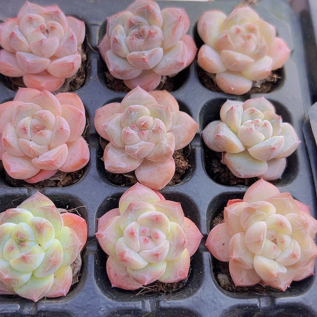 明月之心苗3颗多肉