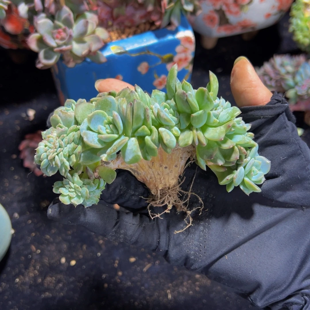 草莓冰沙琥珀缀化