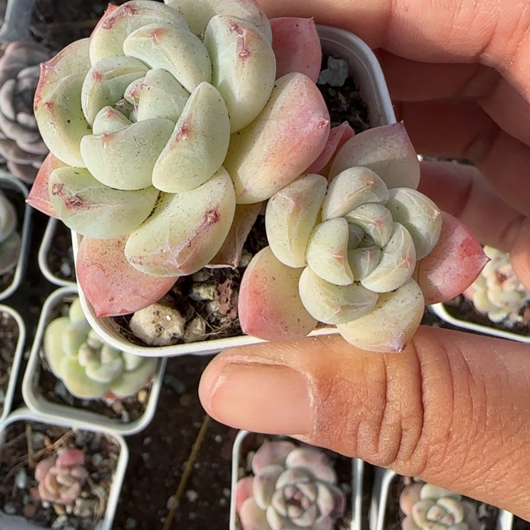 小卡拉米糖心一物一拍