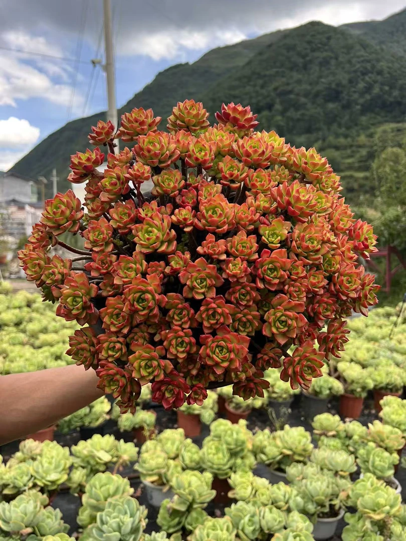 老桩玫瑰蒂亚多肉植物新手好养耐寒耐旱