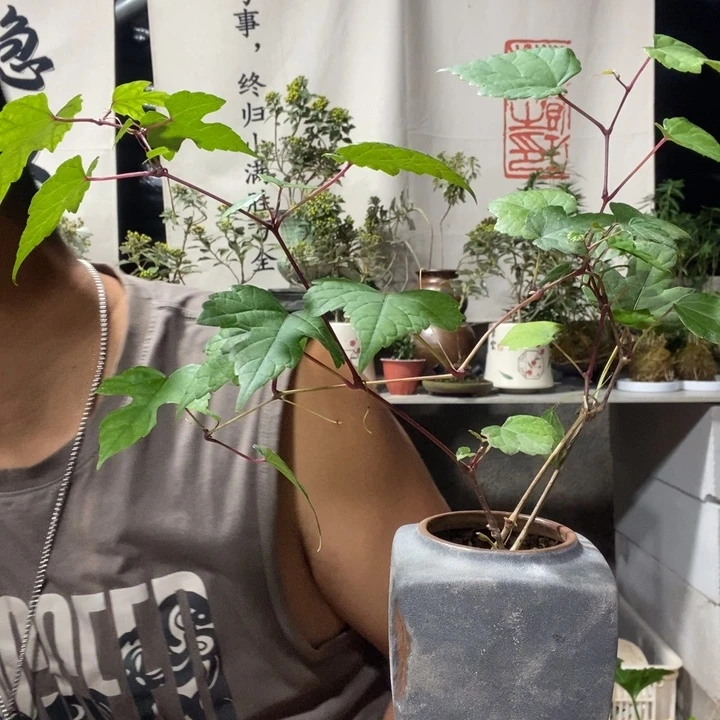 *****无花朵退款拉黑拉黑177