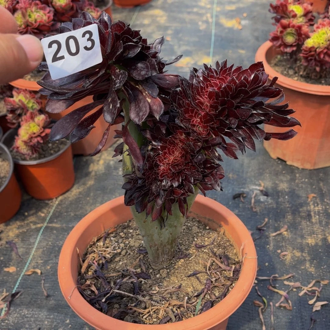 多肉植物黑法师缀203