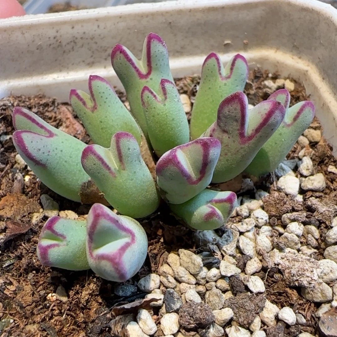 白***水985优选一群多肉植物一颗