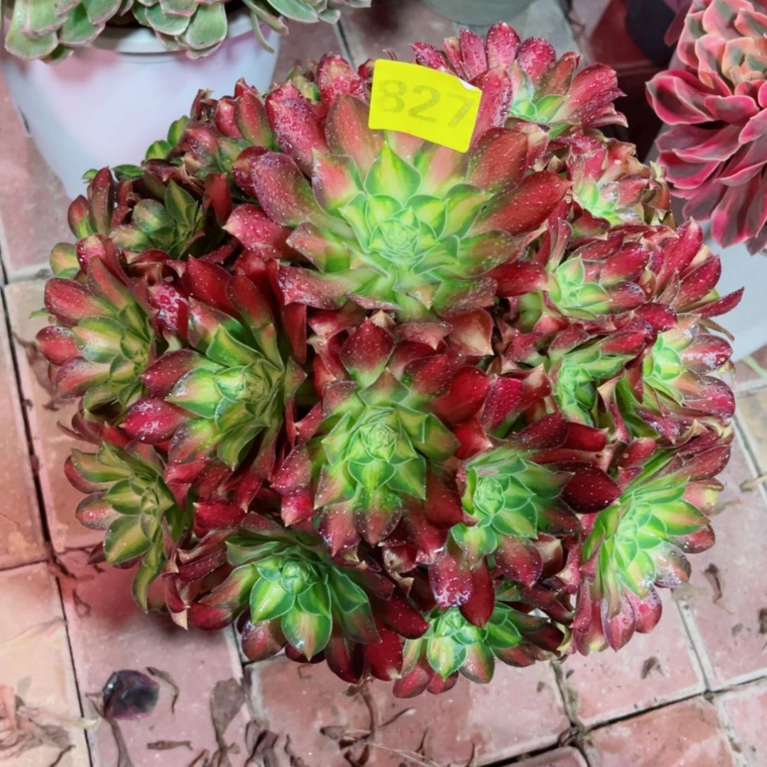 827韶华法师多肉植物