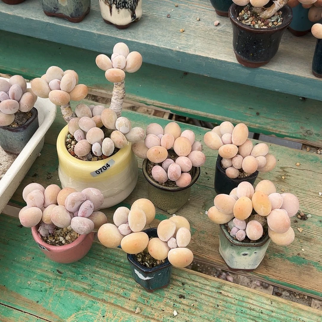 多肉植物的生长发育