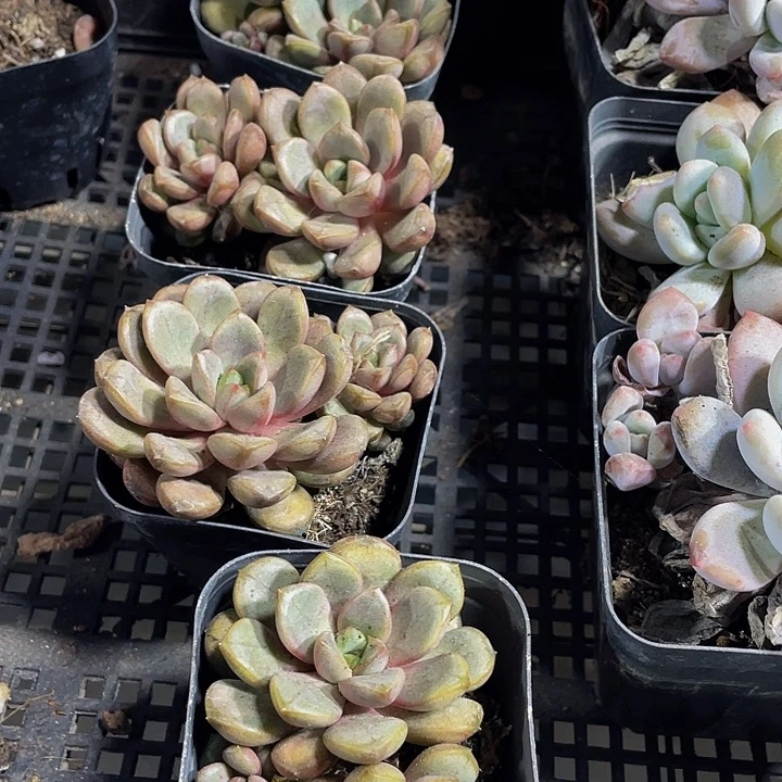 双头大葡萄带盆土发