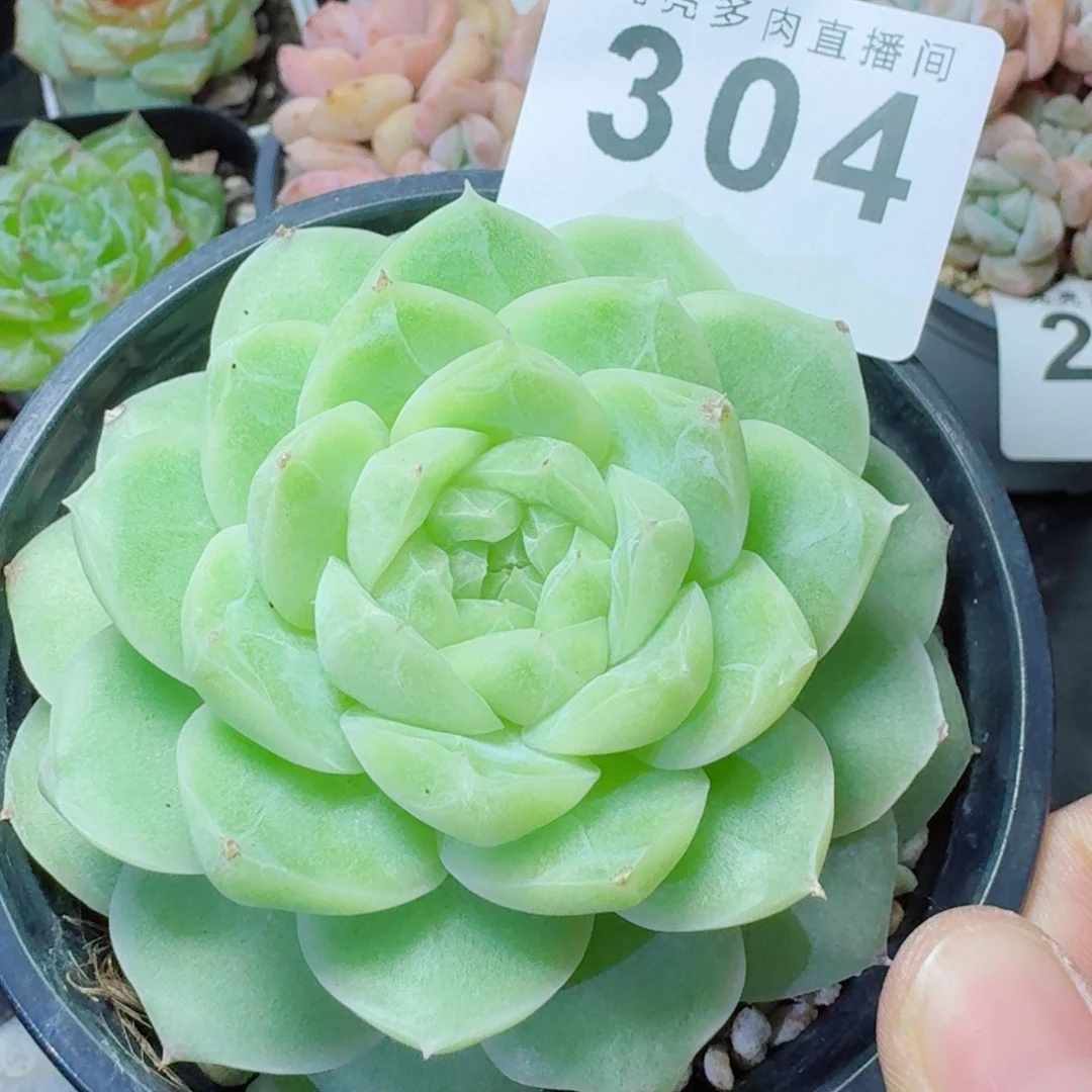梨花白            精美多肉植物