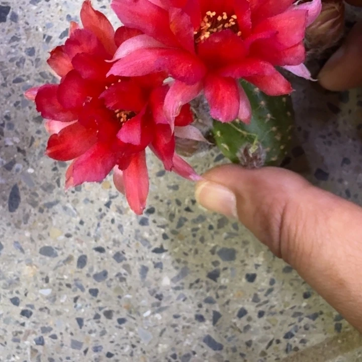 11白檀贝蒂红3个无根侧牙小，20包邮