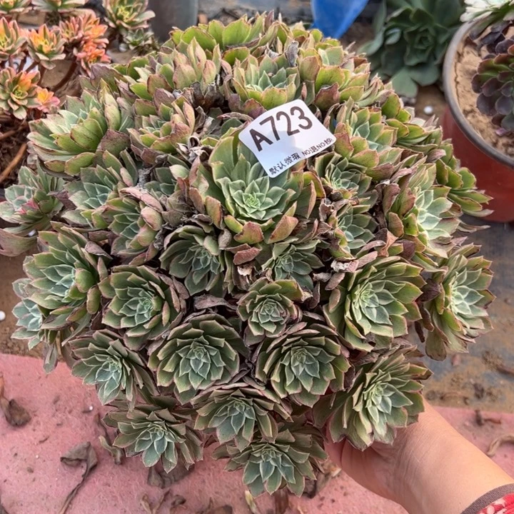 水蜜桃多肉植物723.