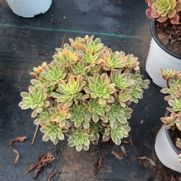 两单包邮甜茶。