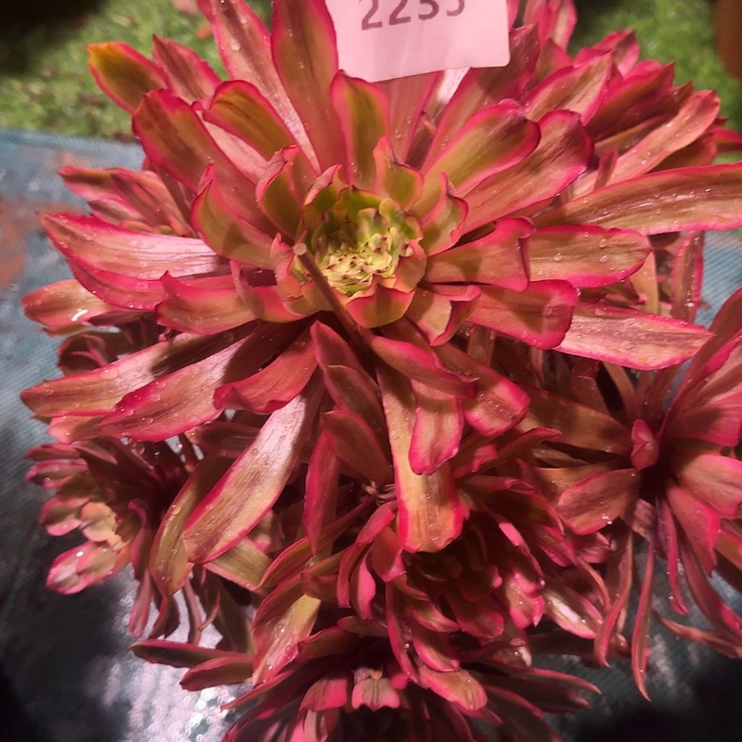 多肉植物凌波仙子2235