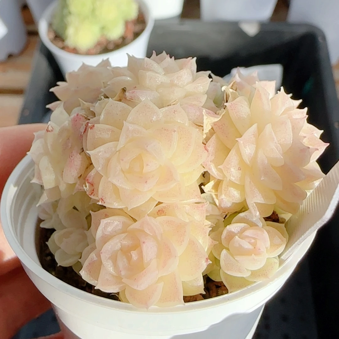 1222-86（m1-423-3）优选