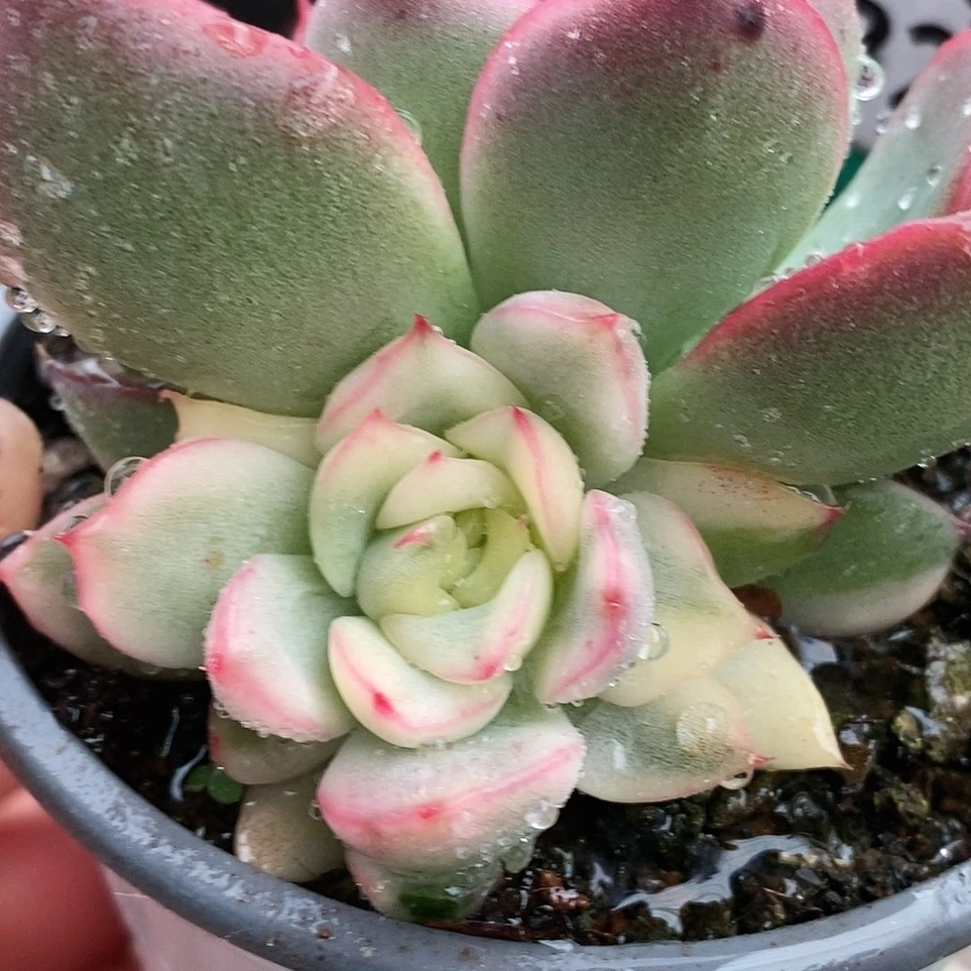 321佛罗瑞安娜哈哈哈哈哈