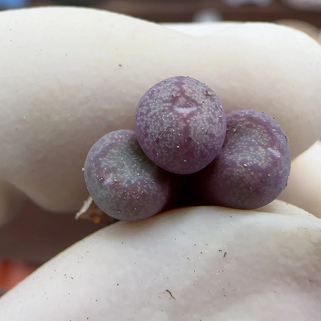 H*.222紫豆福利福利