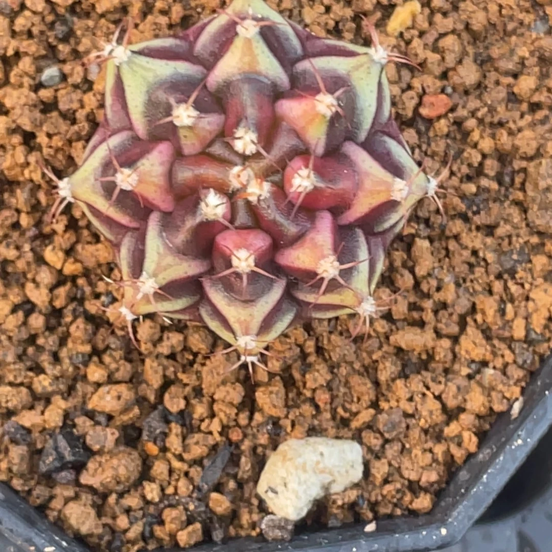 当前无花朵，栽培后可花朵松露