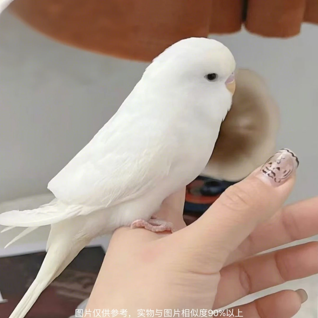 大头虎皮鹦鹉特色大头鹦鹉手养鹦鹉会学说话的鹦鹉观赏鸟活体鸟