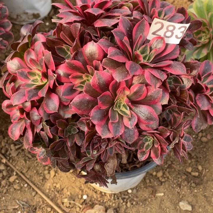 无花朵283女妖有砍福利