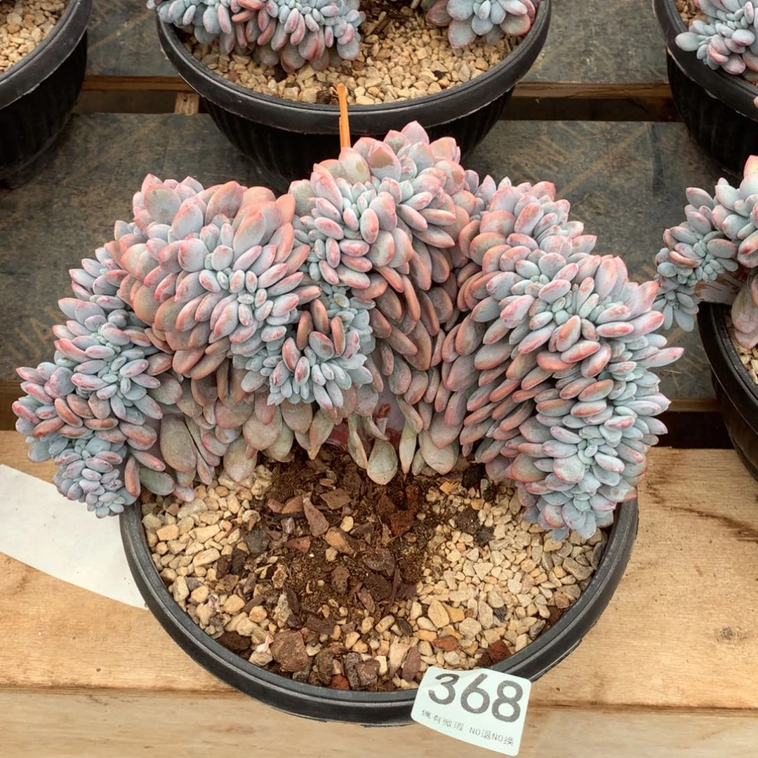 368粉兔缀化多肉植物