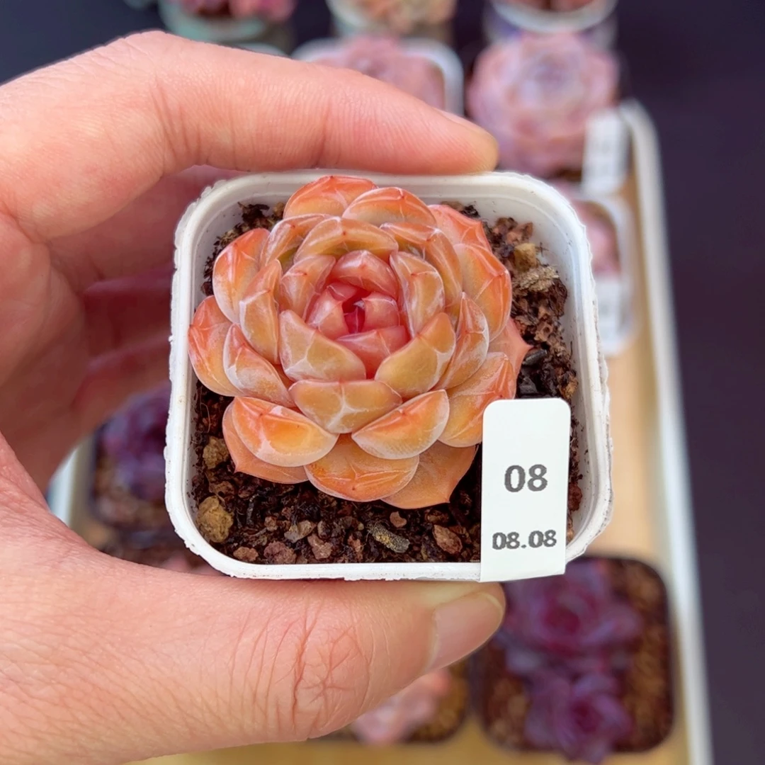 红恋08、哈哈哈哈哈