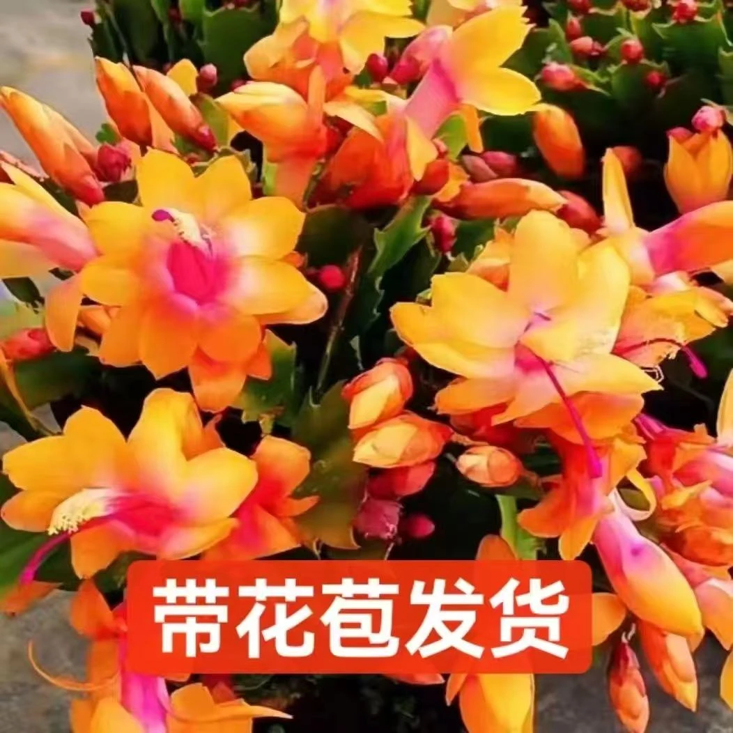带花苞黄金蟹爪兰绿植盆栽花花四季开花多肉植物室内客厅阳台绿植