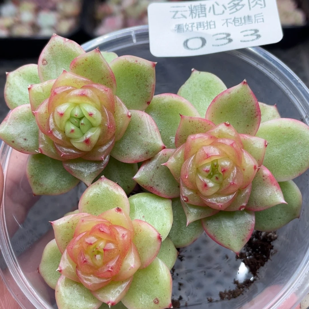 云糖心多肉植物33