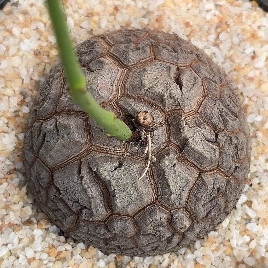 潮流植物 龟甲龙 天眼足球