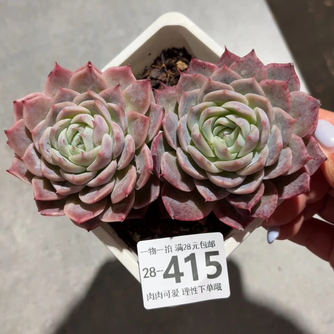 孤星无盆土发货无