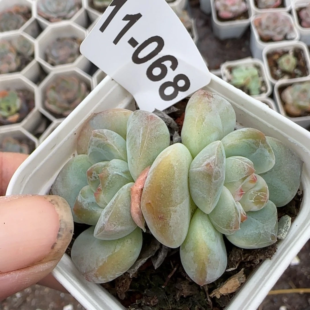 小卡拉米糖心一物一拍