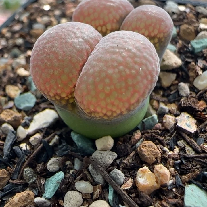 多肉植物超级红风82号