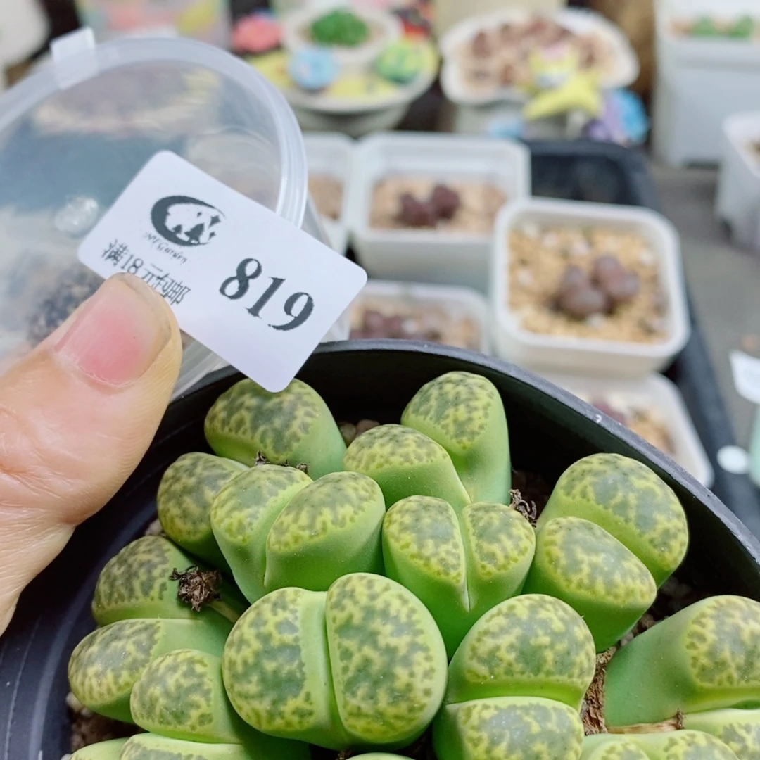 诗****生石花花花花花花花819