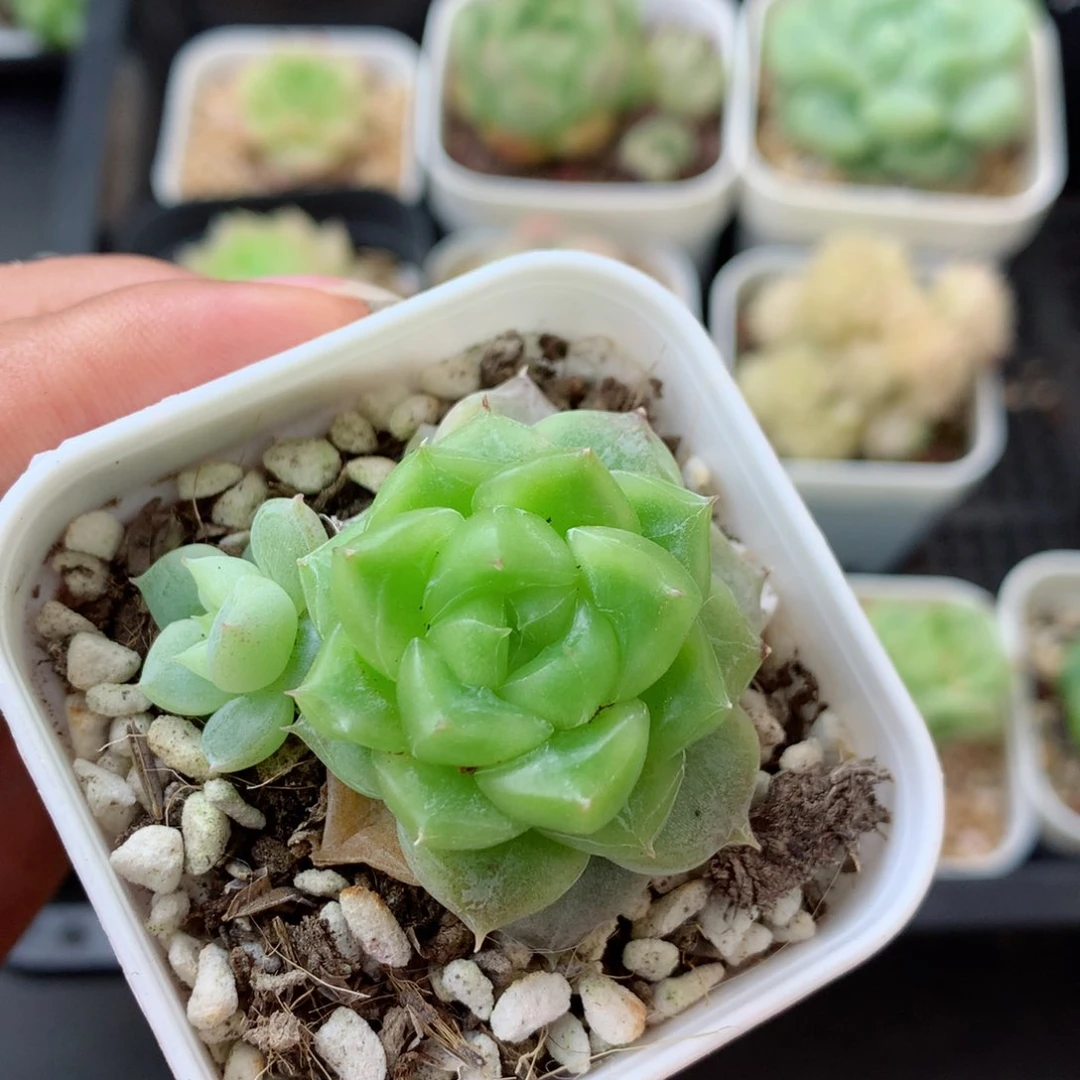 58包邮  群生不包整 122