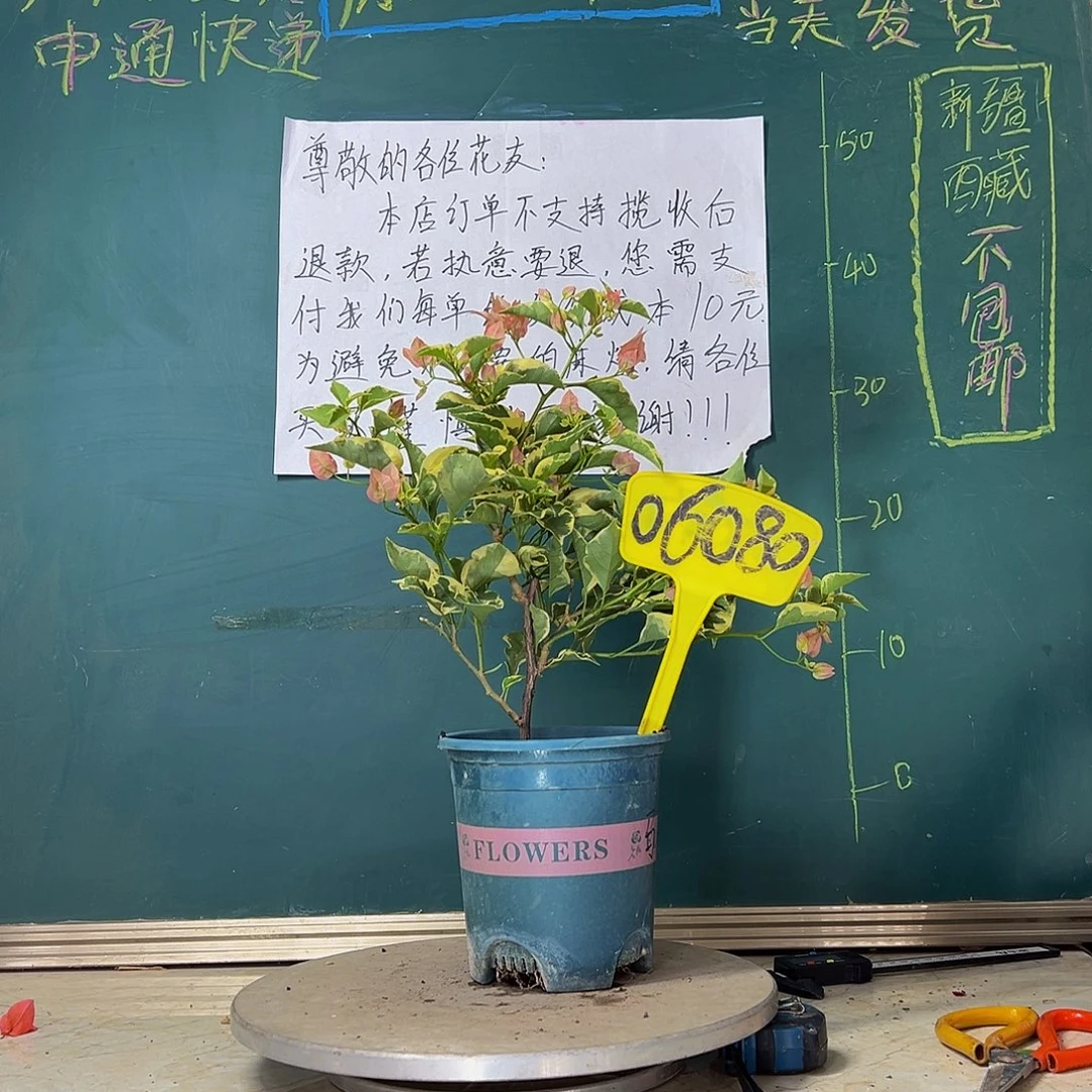 当前无花栽培后可以开花马斯06080