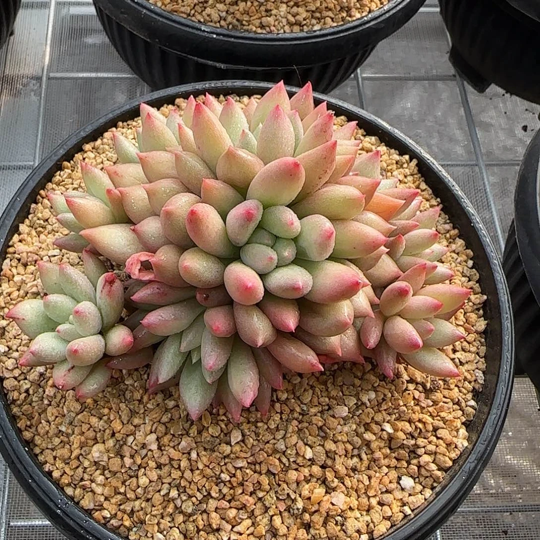 从前慢甄选多肉编号0131-岩字