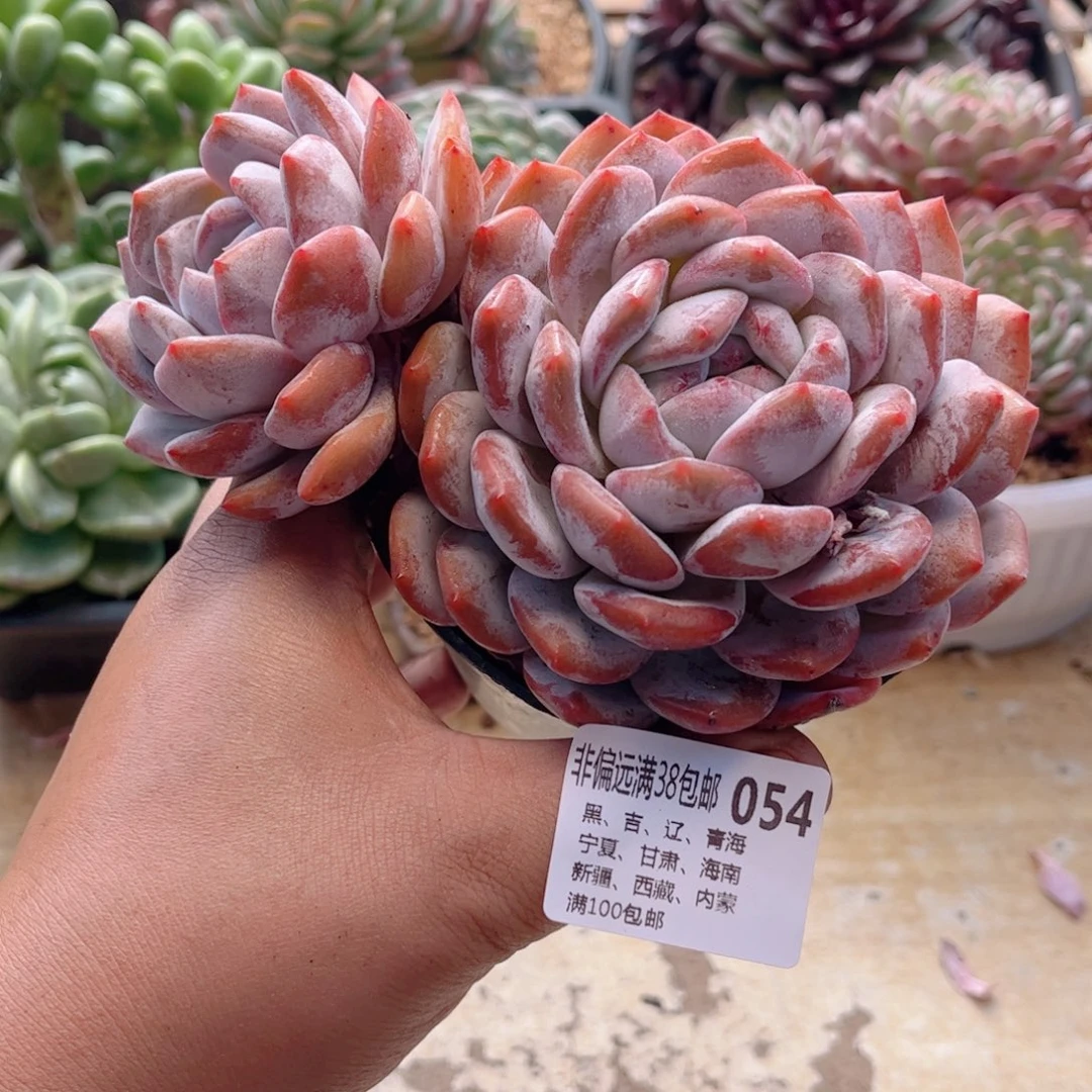 054飘枝橙子德华多肉