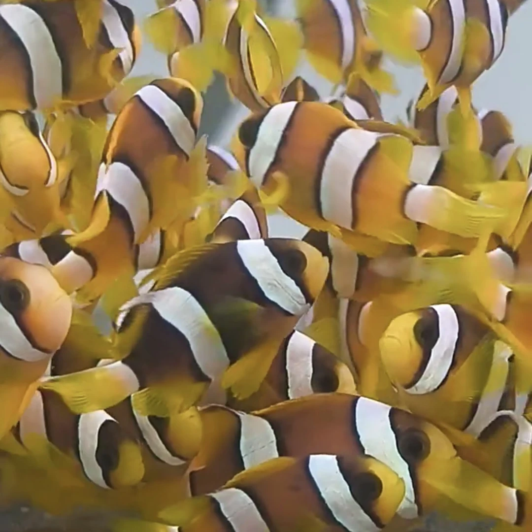 人工精品金双待小丑鱼 小丑鱼尼莫