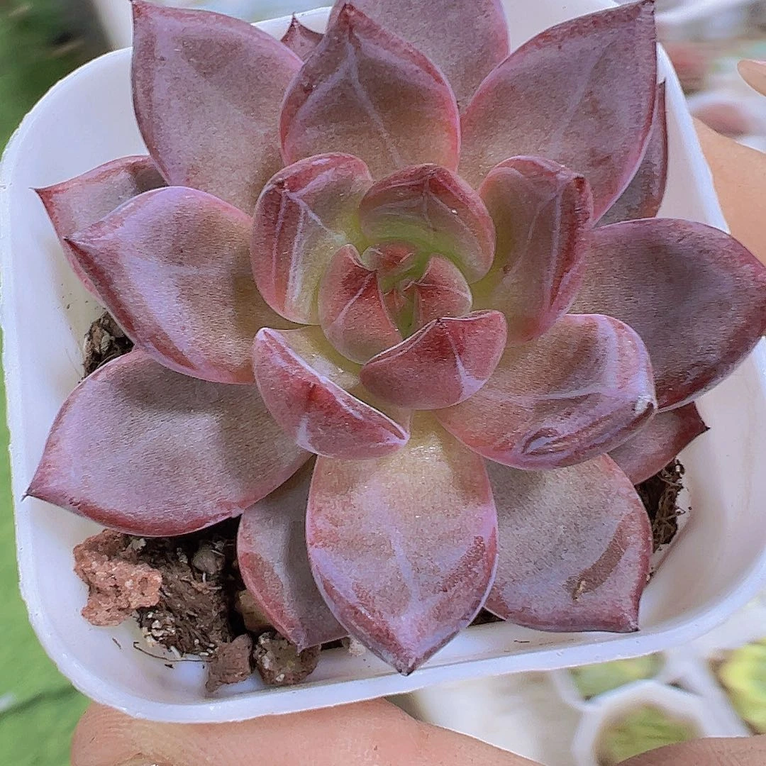 夜魔侠19包邮多肉植物