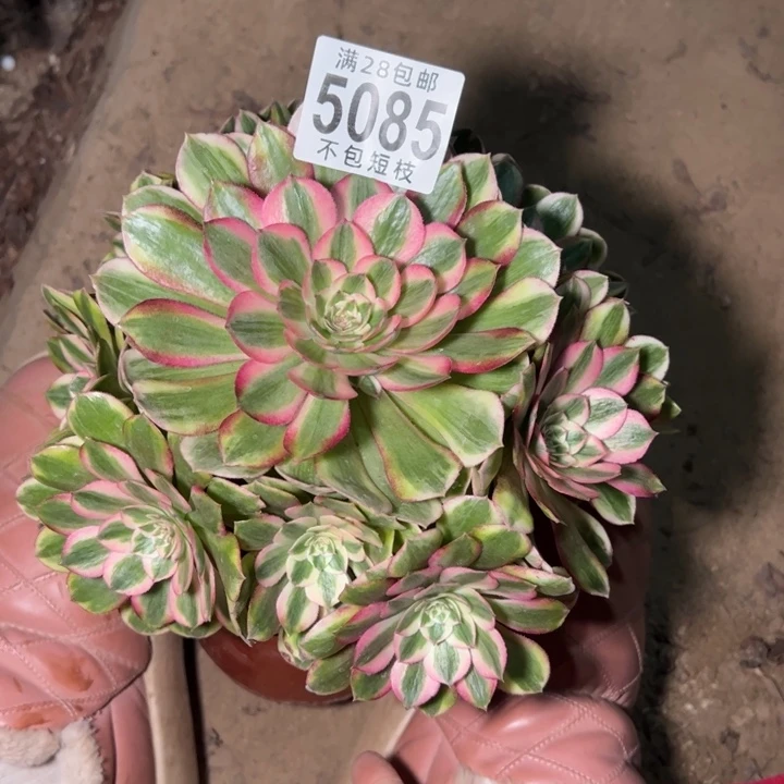 半糖荔枝多肉植物法师5085
