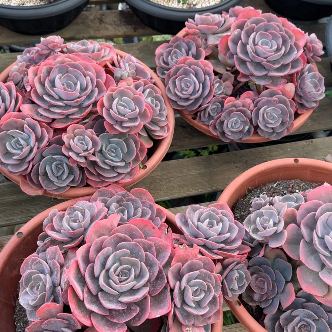 多肉植物多肉植物多