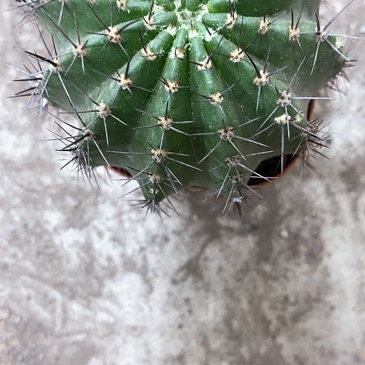 桃花眼，5公分左右