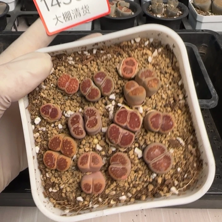 1430 大棚清货啦快来捡漏