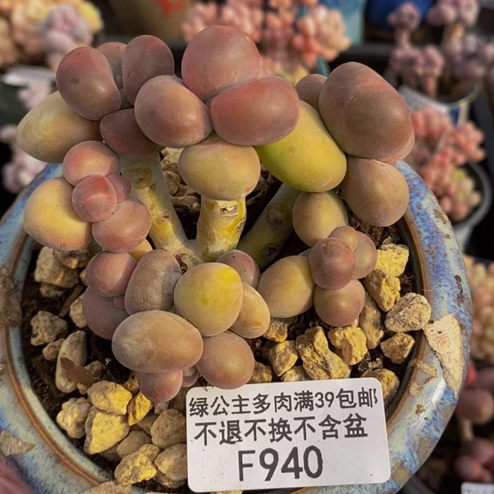 芒果奶8cm940多肉植物