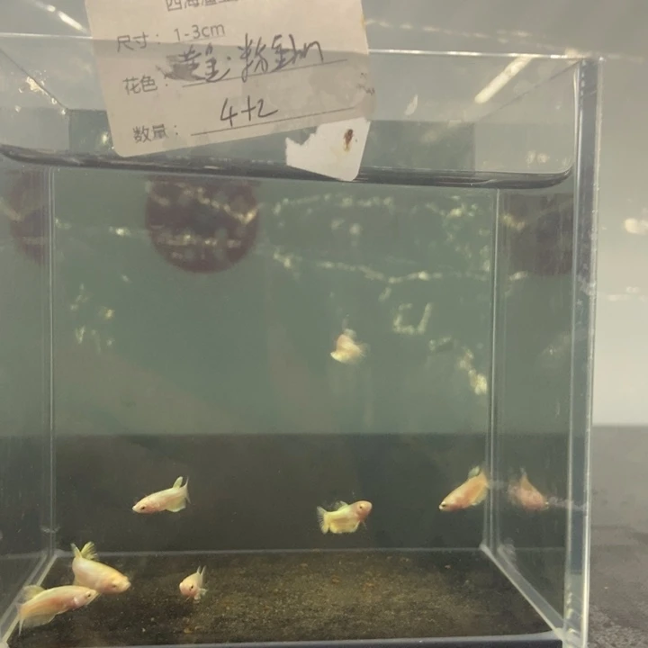 斗鱼包活不包损所见即所得095