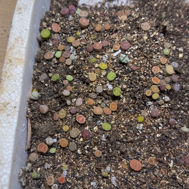 三***桑多肉植物的生长602