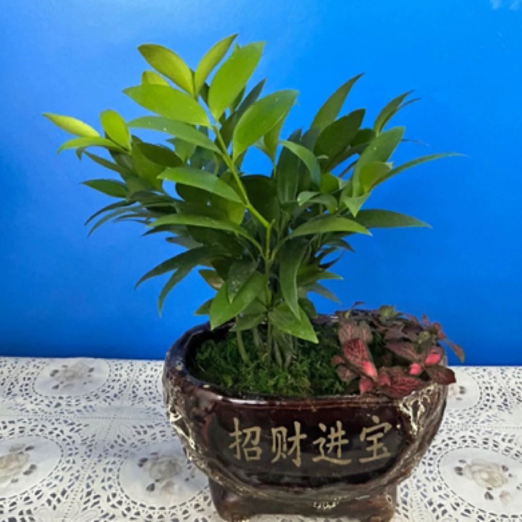 【兴旺竹】招财旺财 室内绿植 净化空气