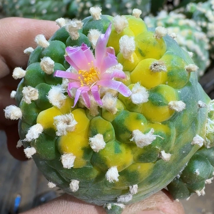 福利苗接小尤锦342