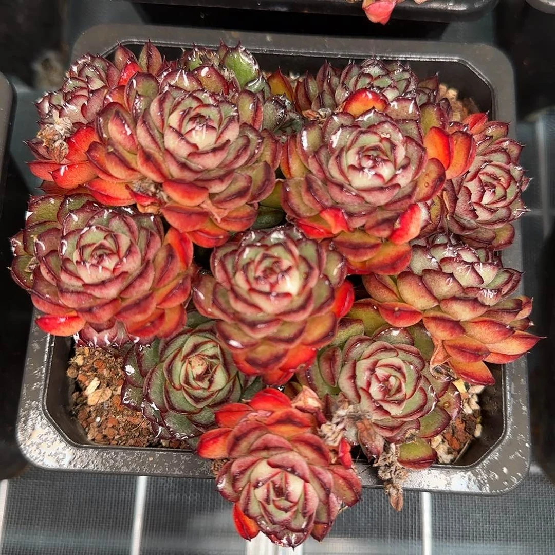 从前慢花园精选萤火虫