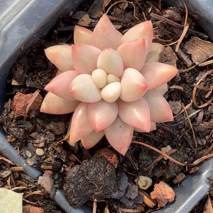 红蜻蜓锦多肉植物