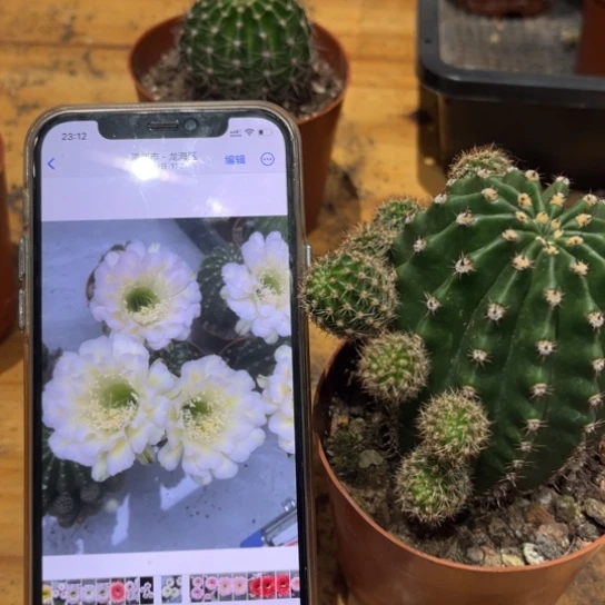 露露绿白色6公分左右